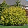 Dart's Gold Ninebark #2 - Image 2